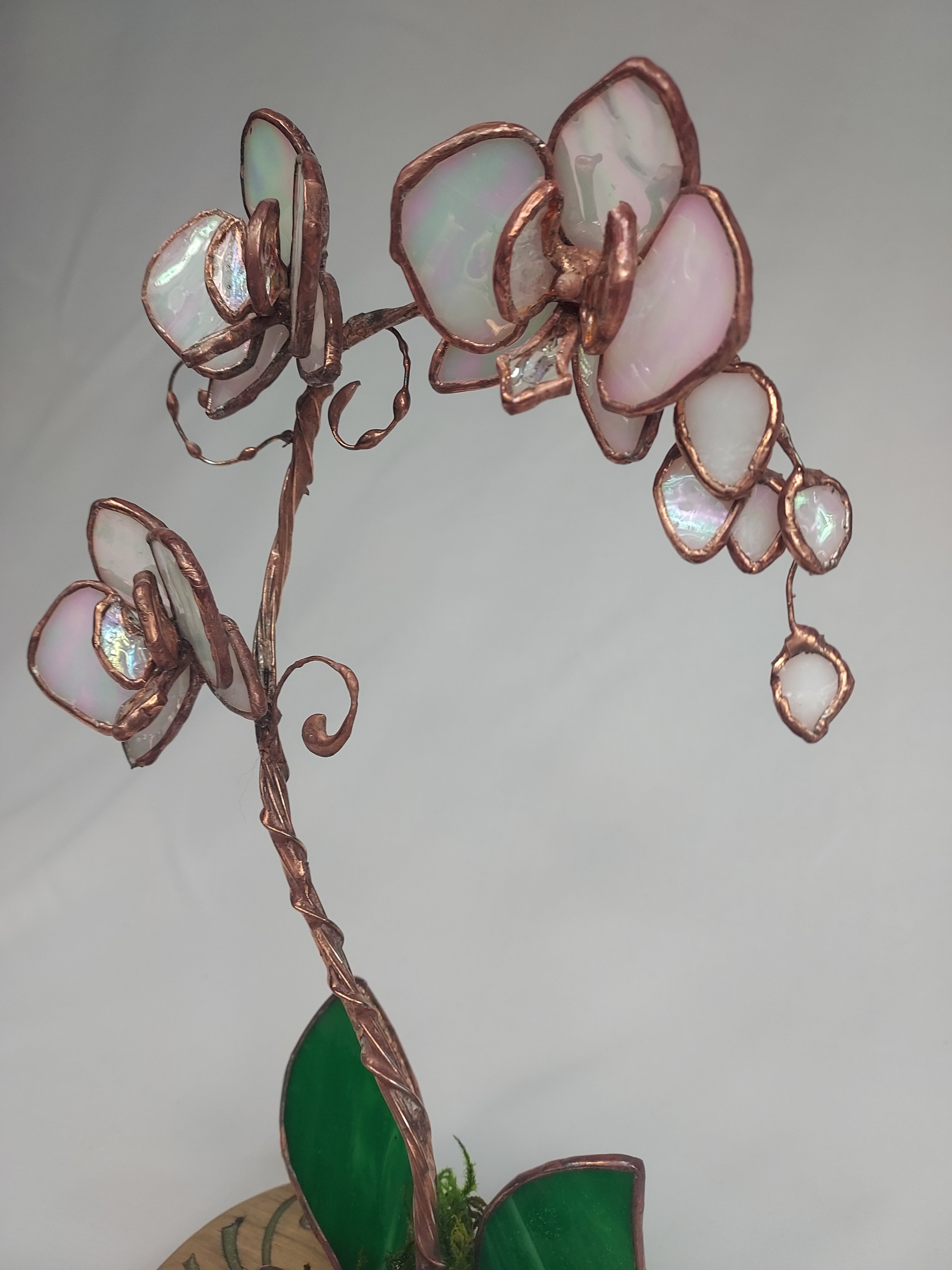 Pearl Opalescent Eternal Orchid - Romantic Gift