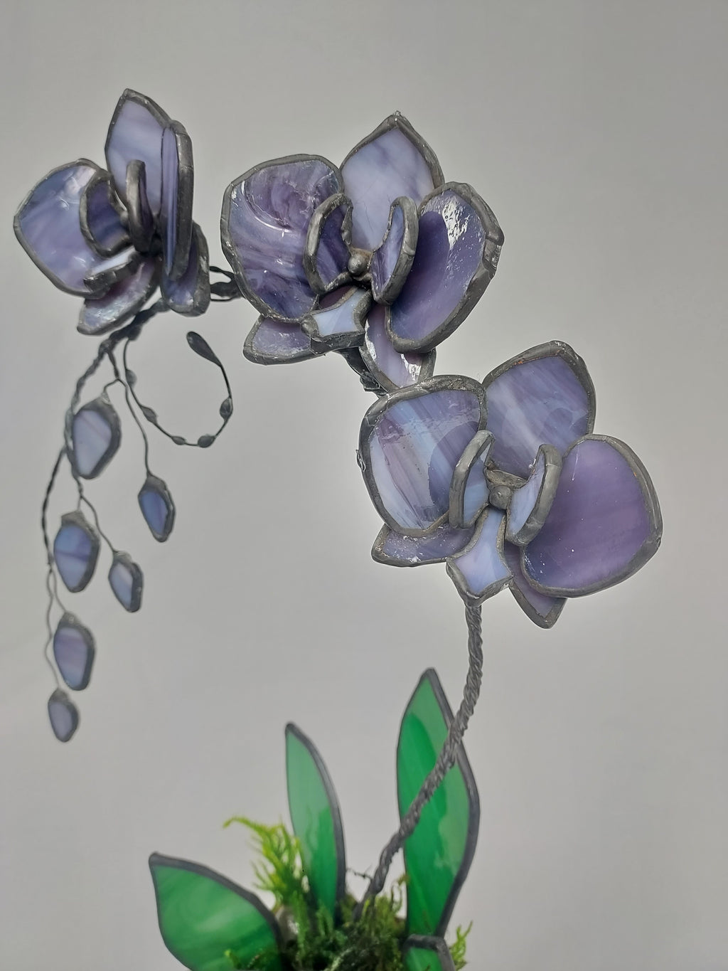 Midnight Amethyst Eternal Orchid - Romantic Gift