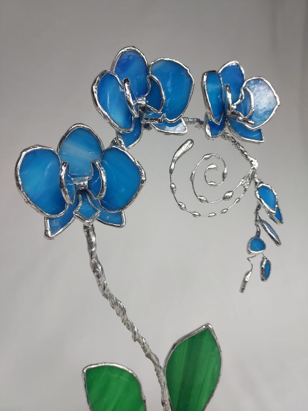 Ocean Blue Eternal Orchid - Romantic Gift