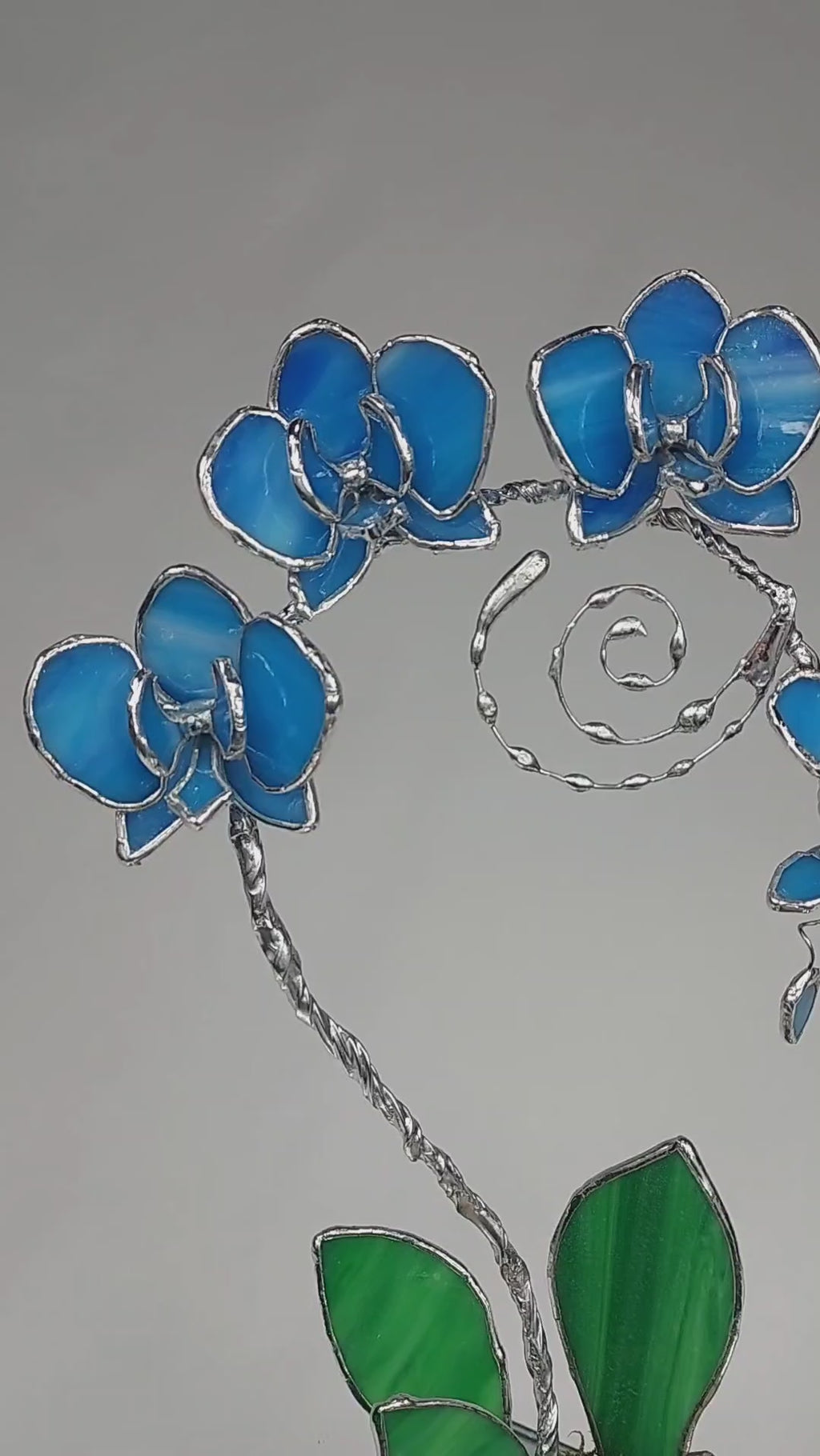 Ocean Blue Eternal Orchid - Romantic Gift