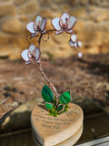 Pearl Opalescent Eternal Orchid - Romantic Gift
