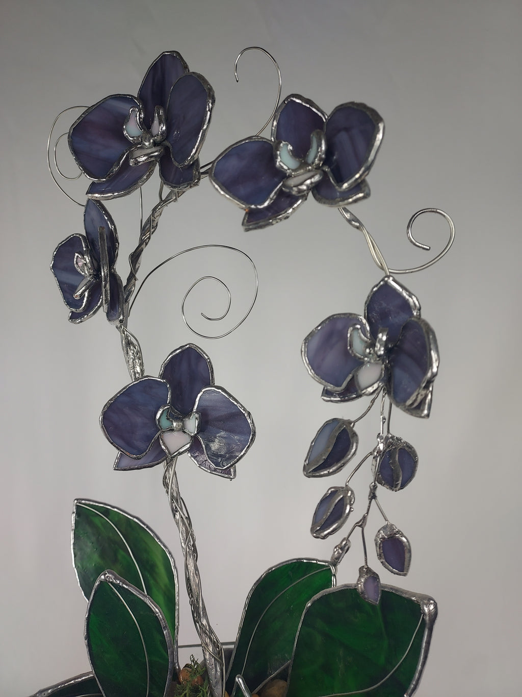 Midnight Amethyst Eternal Orchid