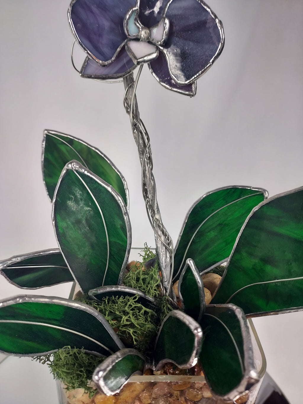 Midnight Amethyst Eternal Orchid